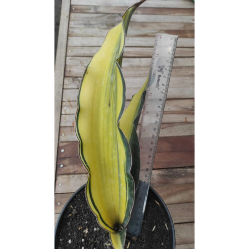 1281. Sansevieria Douglas Variegated