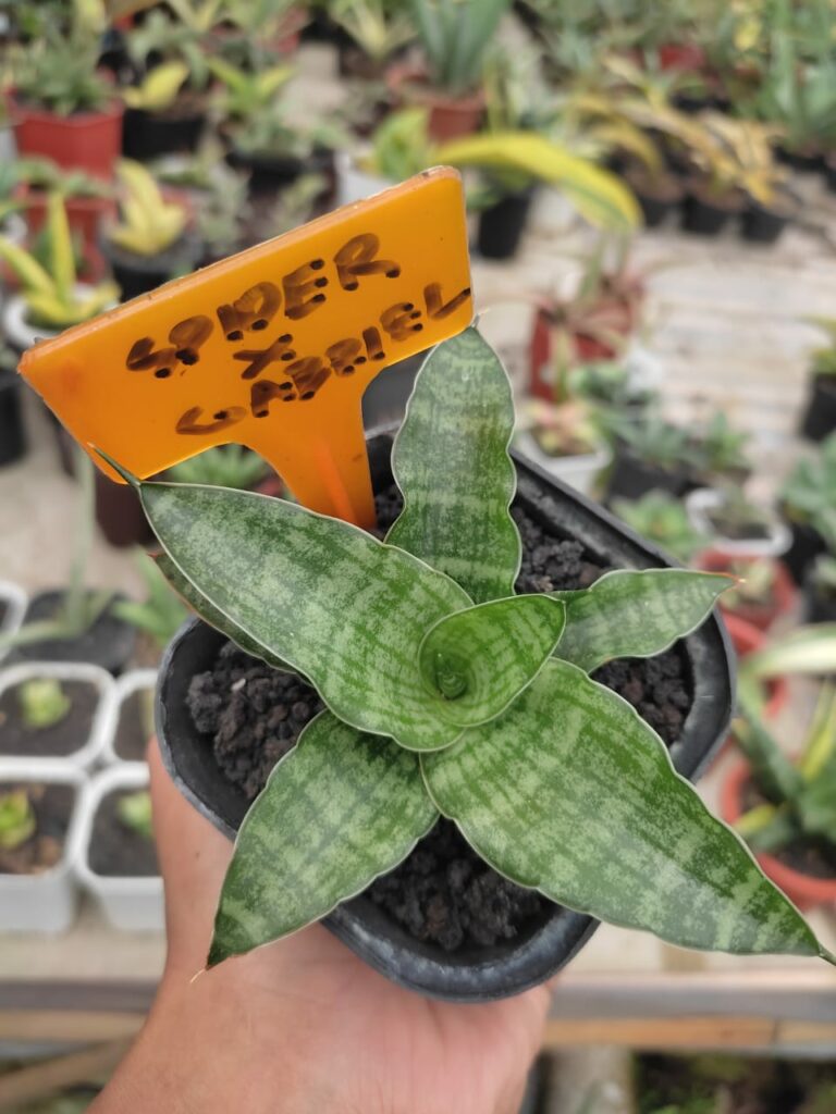 kaktus.id