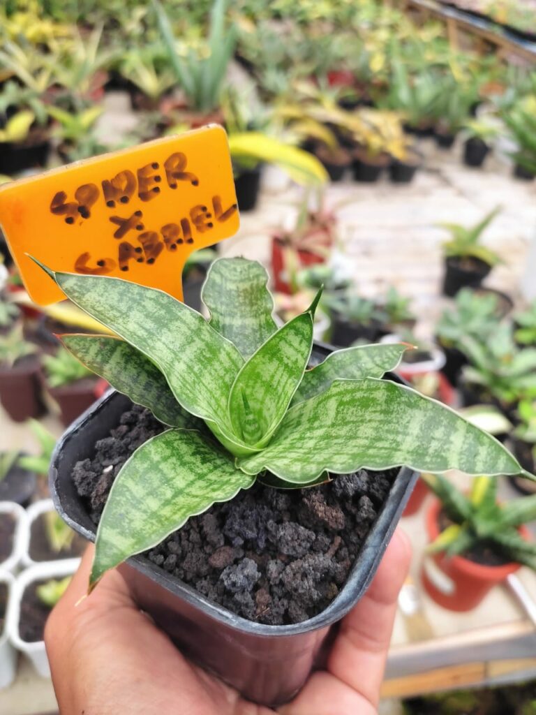 kaktus.id