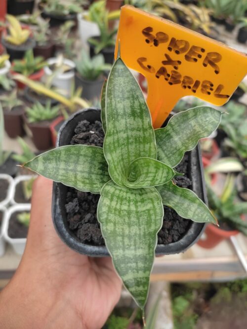 Sansevieria Hybrid Spider Gabriel, real gallery image #3 plants. Picture taken directly from kaktus.id community Sansevieria farmer green houses.