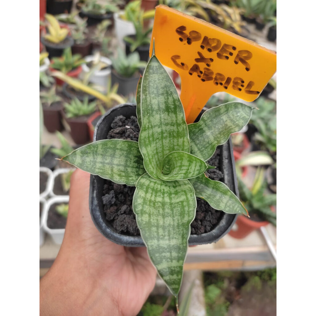kaktus.id