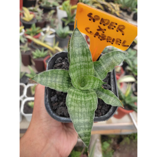 1281. Sansevieria Hybrid Spider Gabriel