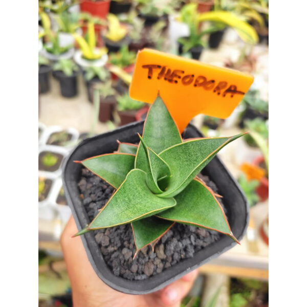 1282. Sansevieria Theodora