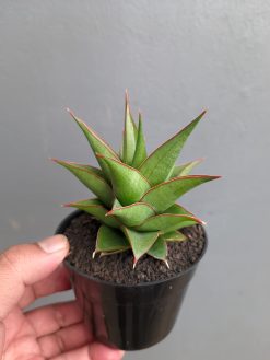 Sansevieria Theodora, real gallery image #15 plants. Picture taken directly from kaktus.id community Sansevieria farmer green houses.