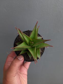 Sansevieria Theodora, real gallery image #6 plants. Picture taken directly from kaktus.id community Sansevieria farmer green houses.