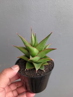 Sansevieria Theodora, real gallery image #5 plants. Picture taken directly from kaktus.id community Sansevieria farmer green houses.