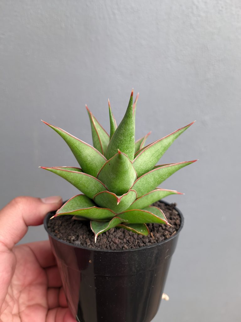 kaktus.id