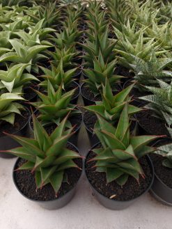 Sansevieria Theodora, real gallery image #1 plants. Picture taken directly from kaktus.id community Sansevieria farmer green houses.