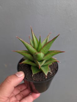 Sansevieria Theodora, real gallery image #14 plants. Picture taken directly from kaktus.id community Sansevieria farmer green houses.