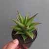 Sansevieria Theodora, real gallery image #2 plants. Picture taken directly from kaktus.id community Sansevieria farmer green houses.