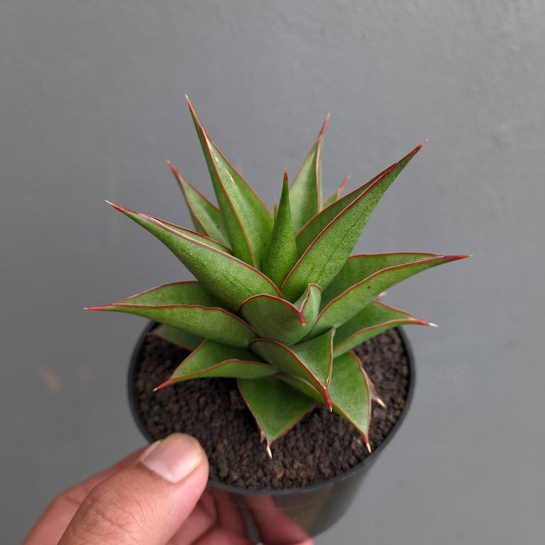 1282. Sansevieria Theodora