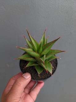 Sansevieria Theodora, real gallery image #12 plants. Picture taken directly from kaktus.id community Sansevieria farmer green houses.