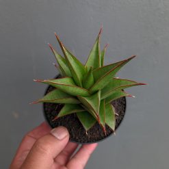 Sansevieria Theodora, real gallery image #11 plants. Picture taken directly from kaktus.id community Sansevieria farmer green houses.