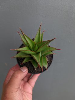 Sansevieria Theodora, real gallery image #10 plants. Picture taken directly from kaktus.id community Sansevieria farmer green houses.