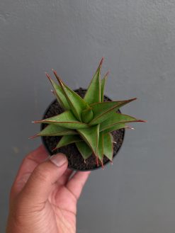 Sansevieria Theodora, real gallery image #9 plants. Picture taken directly from kaktus.id community Sansevieria farmer green houses.