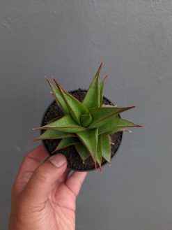 Sansevieria Theodora, real gallery image #8 plants. Picture taken directly from kaktus.id community Sansevieria farmer green houses.