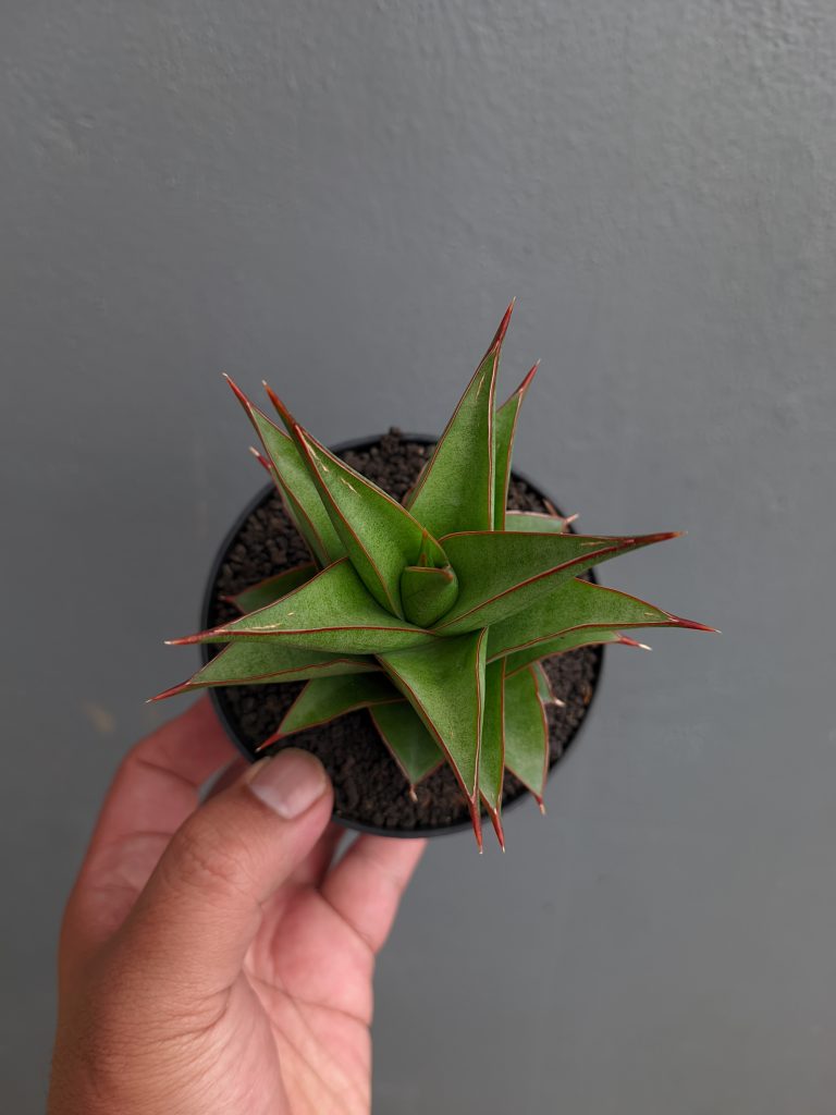 kaktus.id