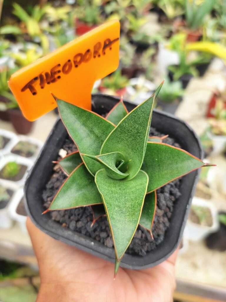 kaktus.id