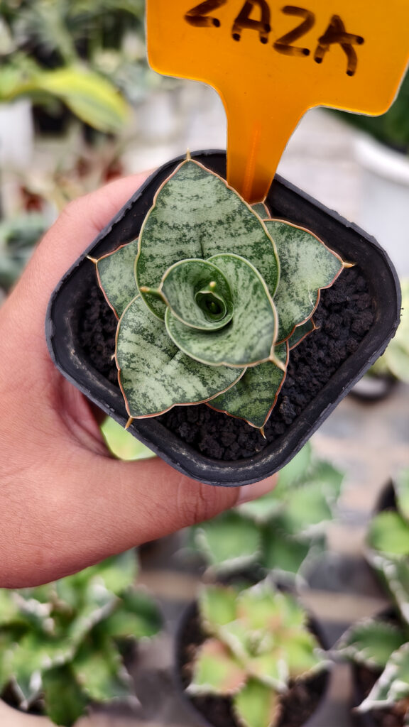 kaktus.id