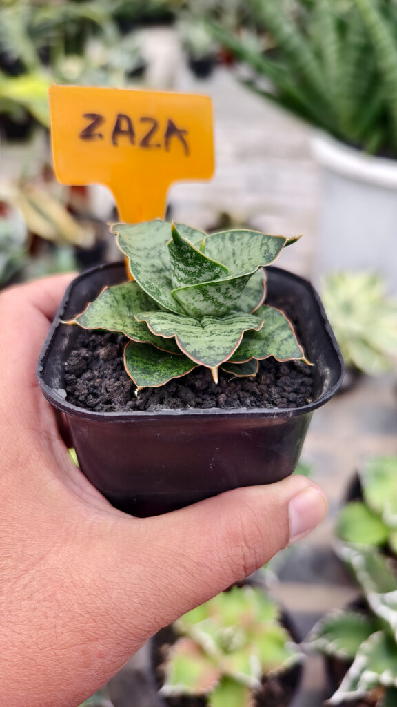 kaktus.id