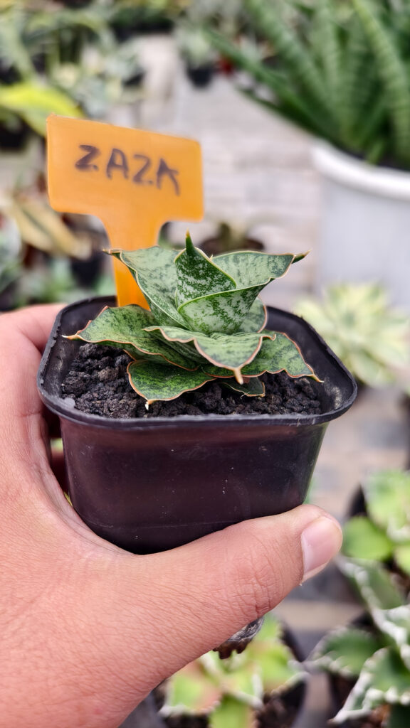 kaktus.id