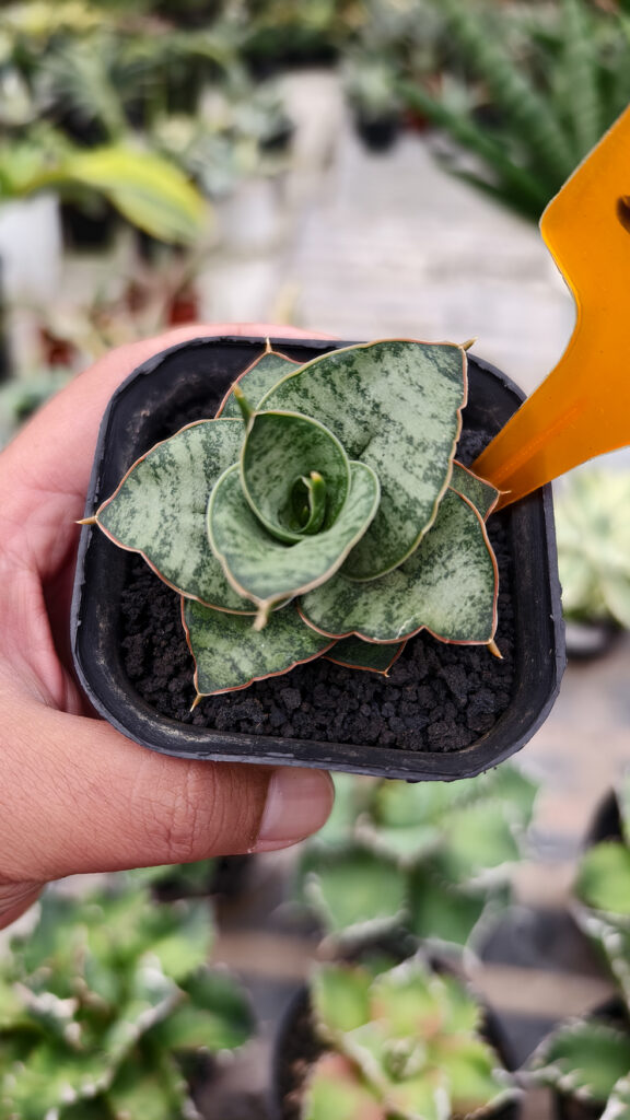 kaktus.id