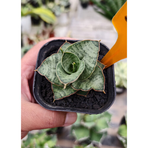 1283. Sansevieria Zaza