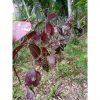 Hoya Benchaii Red, real feature image plant. Picture taken directly from kaktus.id community Hoya farmer green houses.