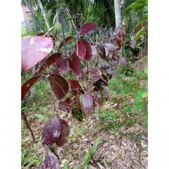 Hoya Benchaii Red, real feature image plant. Picture taken directly from kaktus.id community Hoya farmer green houses.