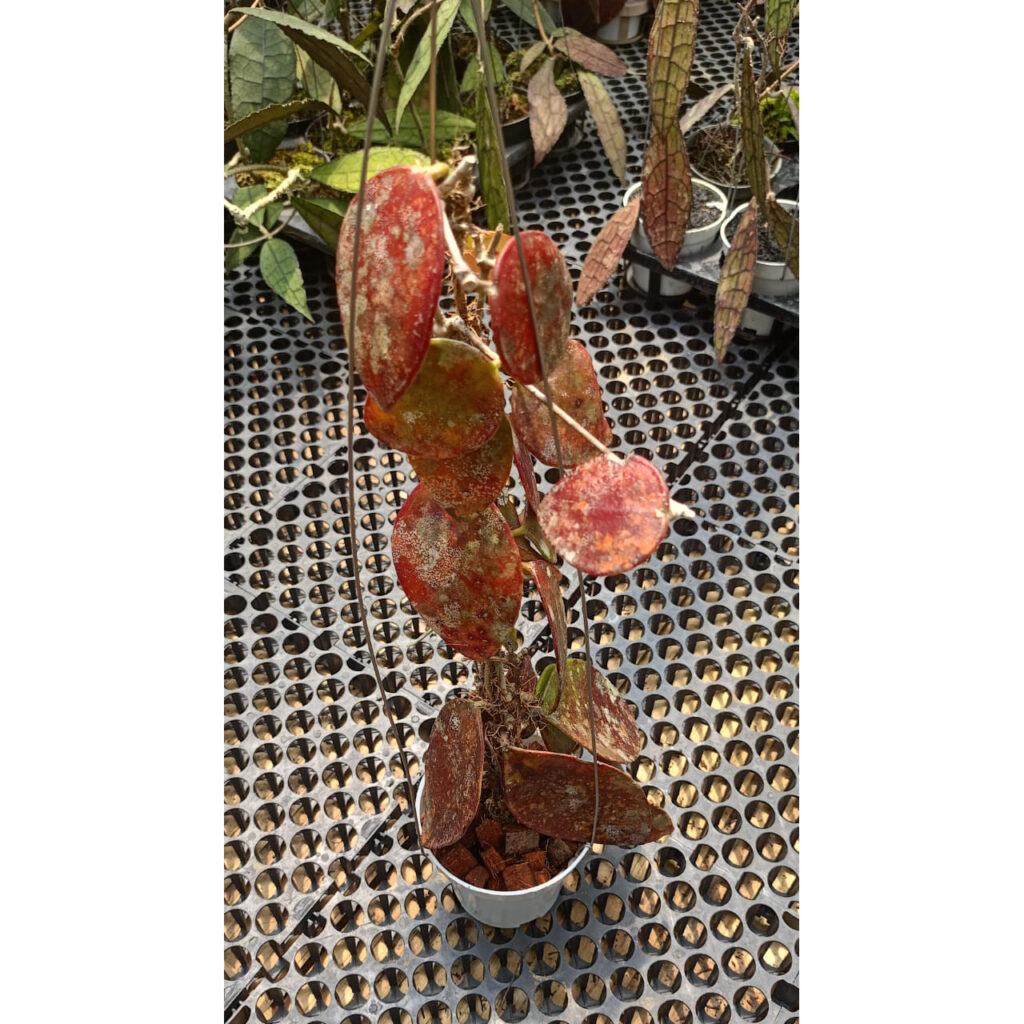kaktus.id