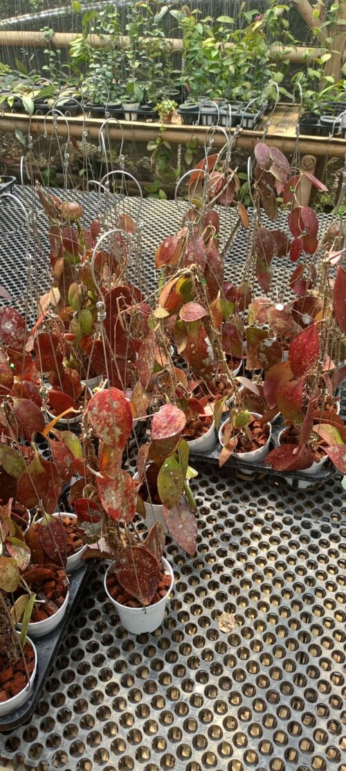 Hoya Benchaii Red, real gallery image #2 plants. Picture taken directly from kaktus.id community Hoya farmer green houses.