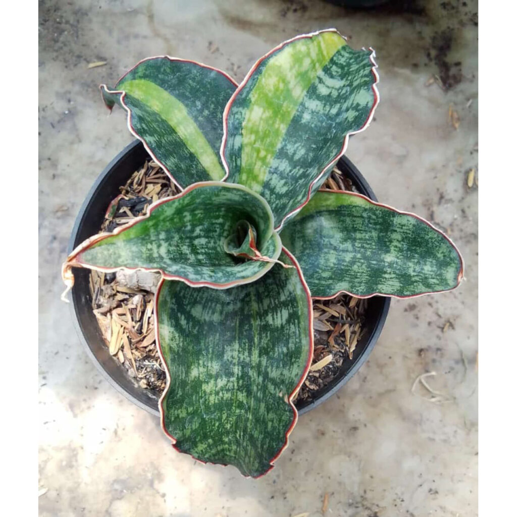 kaktus.id