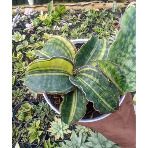 1287. Sansevieria Horwood Variegated