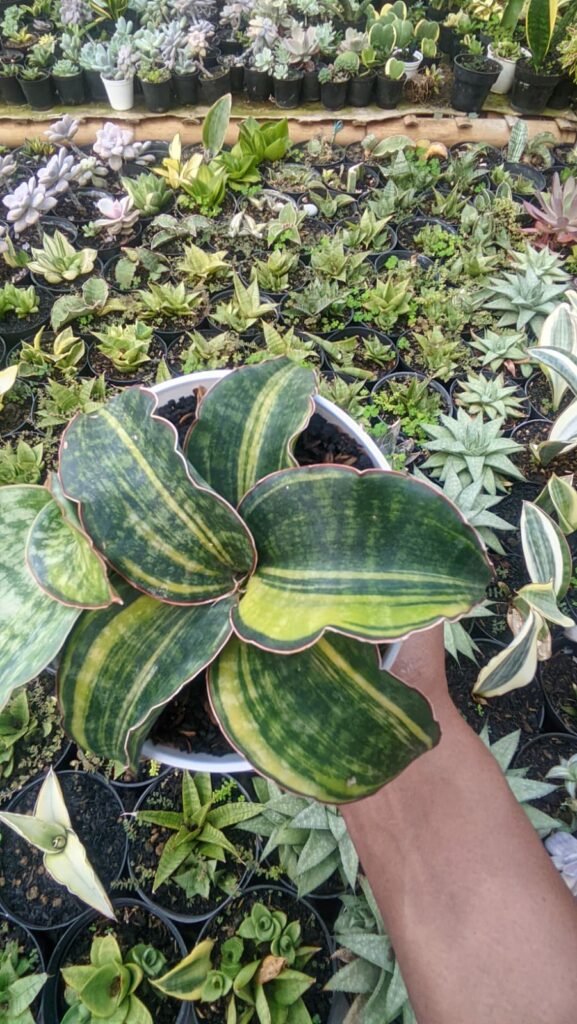 kaktus.id