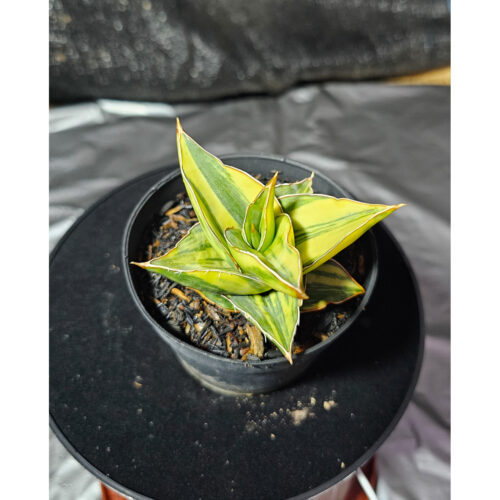 1288. Sansevieria Pinguicula Ehrenbergii Variegated