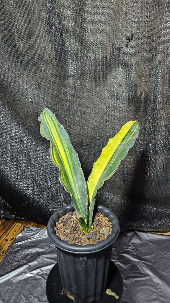 kaktus.id
