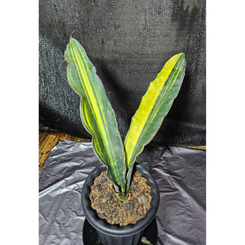 1289. Sansevieria Douglas Variegated Size 40 Cm 2 Leafs