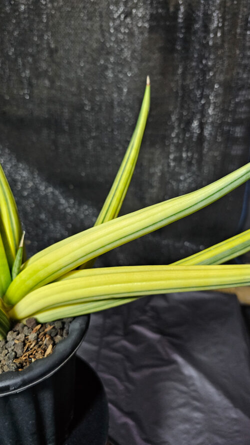 Sansevieria Paten Variegated Size 60 Cm, real gallery image #4 plants. Picture taken directly from kaktus.id community Sansevieria farmer green houses.