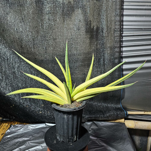 1290. Sansevieria Paten Variegated Size 60 Cm