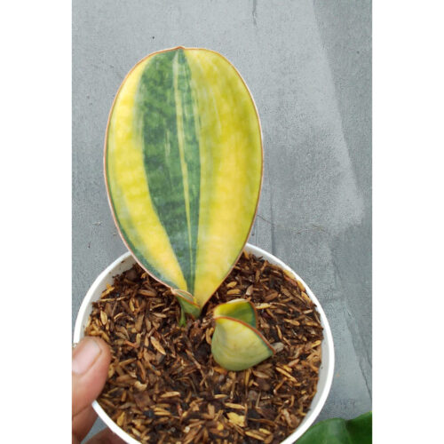 1285. Sansevieria Masoniana Bowl
