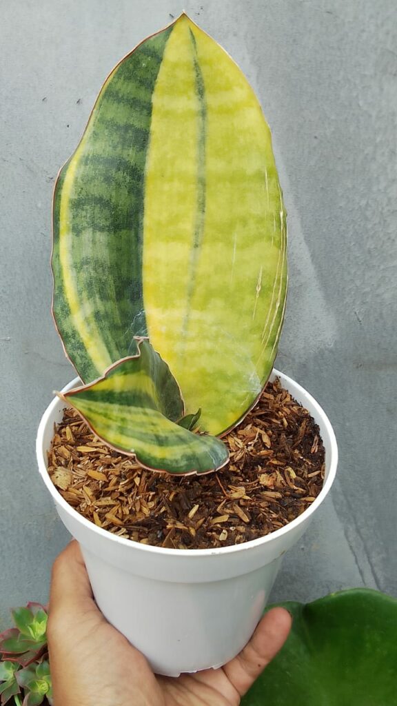 kaktus.id