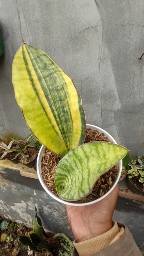 kaktus.id