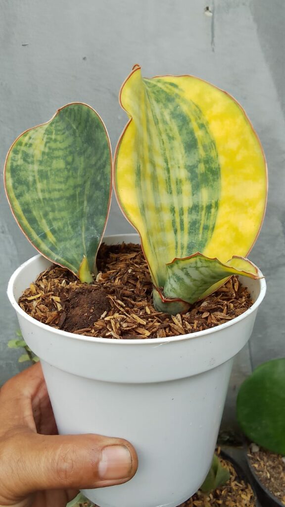 kaktus.id
