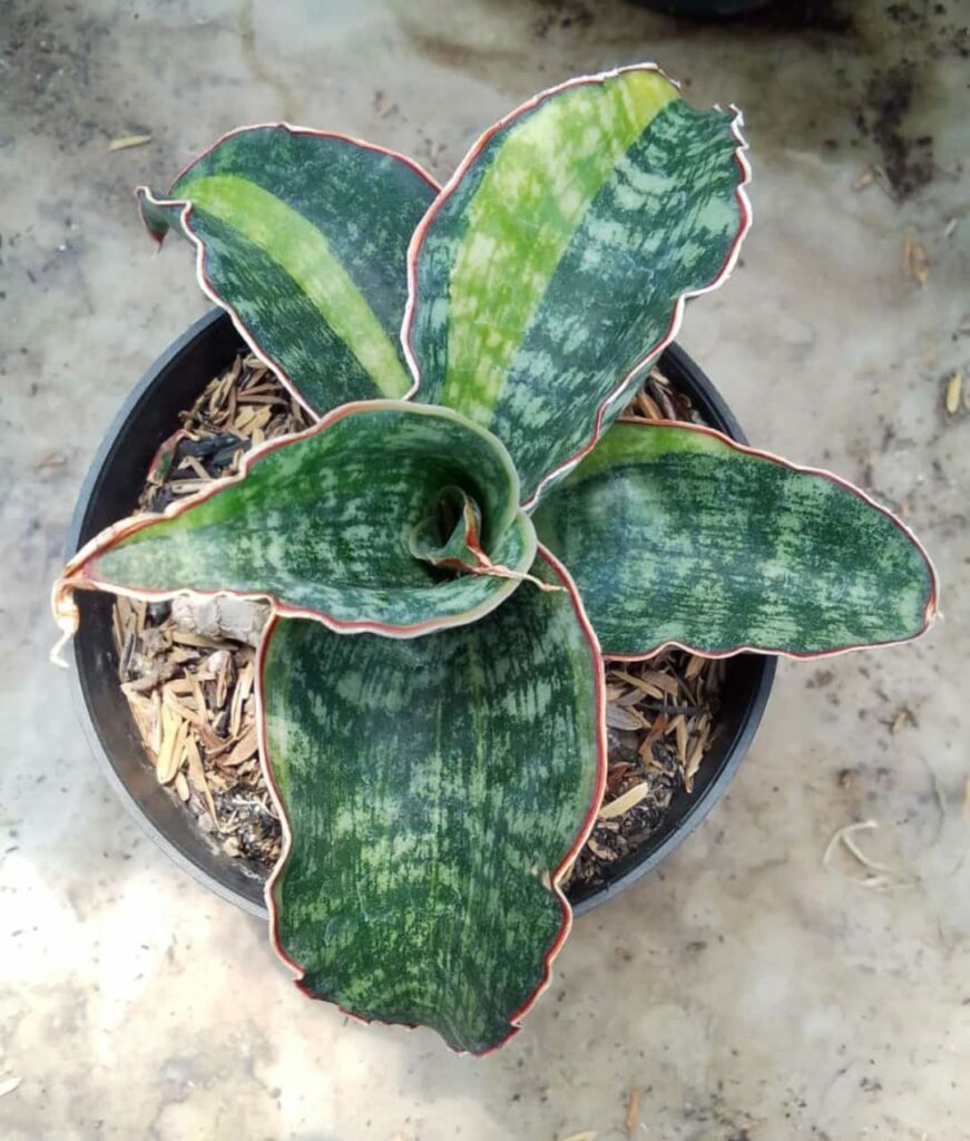 kaktus.id
