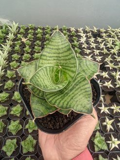 Sansevieria Zaza, real gallery image #6 plants. Picture taken directly from kaktus.id community Sansevieria farmer green houses.