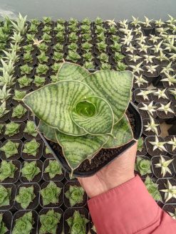 Sansevieria Zaza, real gallery image #4 plants. Picture taken directly from kaktus.id community Sansevieria farmer green houses.