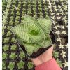 Sansevieria Zaza, real gallery image #5 plants. Picture taken directly from kaktus.id community Sansevieria farmer green houses.