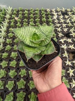 Sansevieria Zaza, real gallery image #3 plants. Picture taken directly from kaktus.id community Sansevieria farmer green houses.