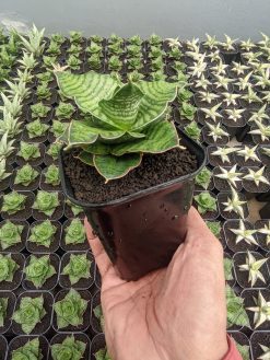 Sansevieria Zaza, real gallery image #2 plants. Picture taken directly from kaktus.id community Sansevieria farmer green houses.