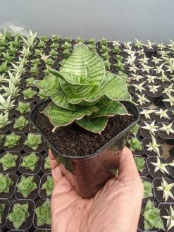 Sansevieria Zaza, real gallery image #1 plants. Picture taken directly from kaktus.id community Sansevieria farmer green houses.